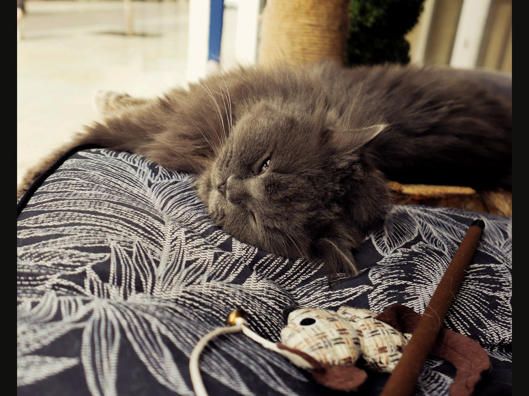 Bedford Cat Café-贝德福德必去景点