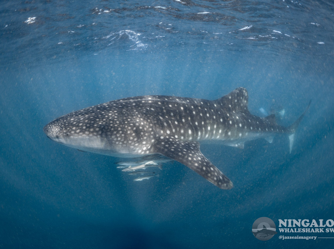 Ningaloo Whaleshark Swim-埃克斯茅斯必去景点