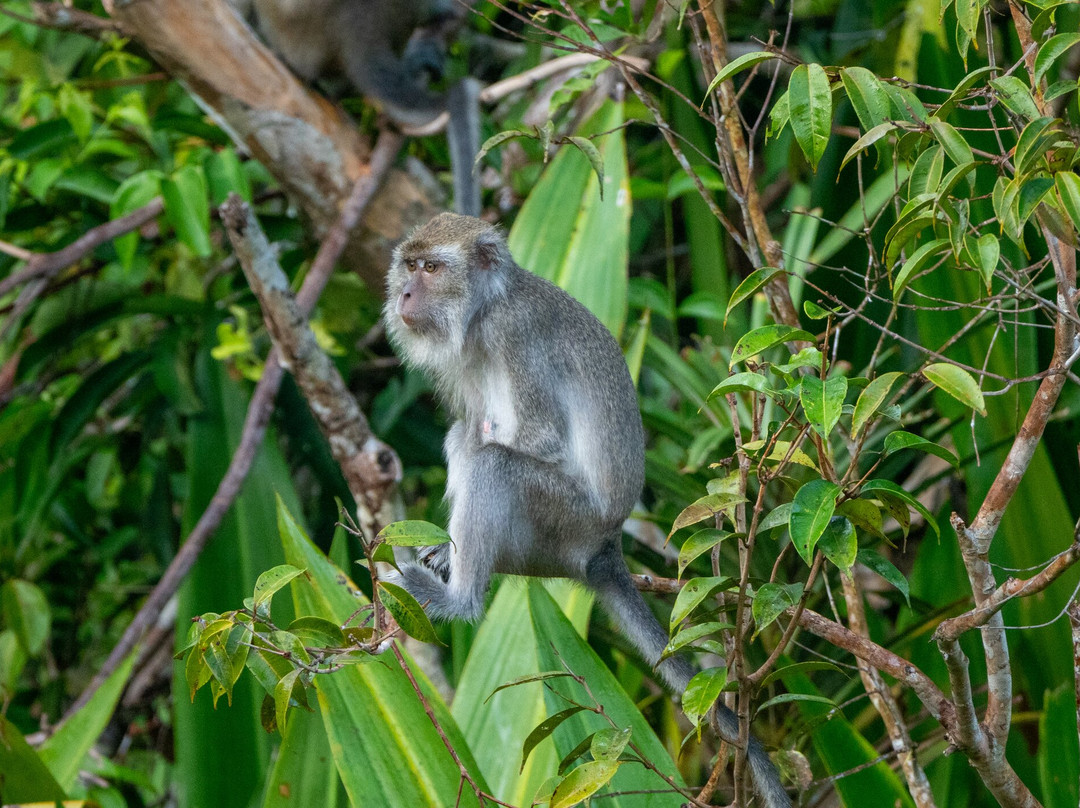 Local Guides - Tanjung Puting-Pangkalan Bun必去景点