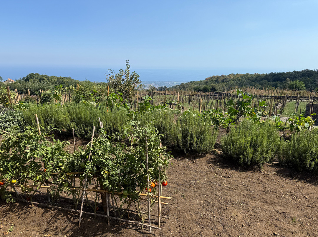 Favazza Etna Winery-Sant'Alfio必去景点