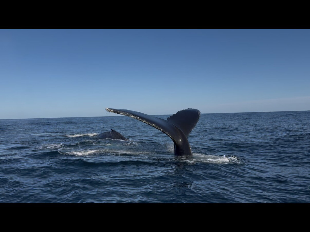 Monomoy Sportfishing-查塔姆必去景点