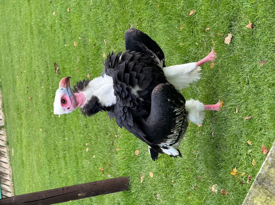 Thirsk Birds Of Prey Centre-瑟斯克必去景点