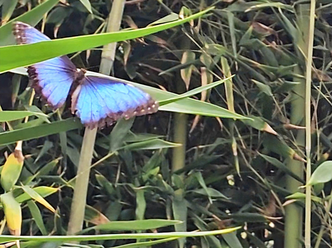 Buckfast Butterfly Farm And Dartmoor Otter Sanctuary-Buckfastleigh必去景点
