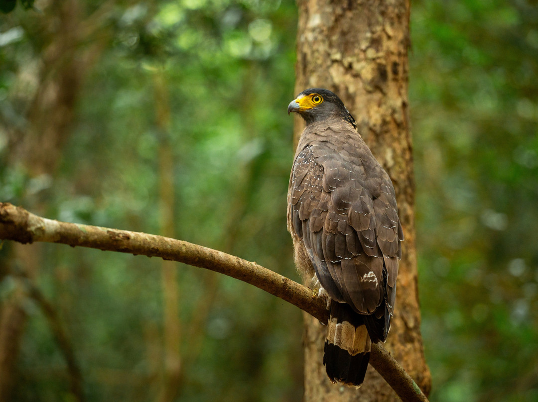 Wilpattu National Park-Saliyapura必去景点