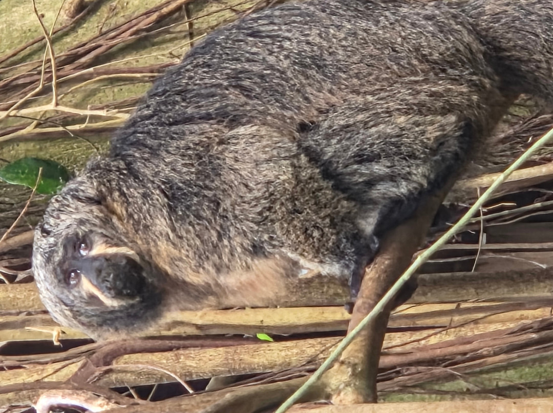 Wildlands Adventure Zoo Emmen-Emmen必去景点