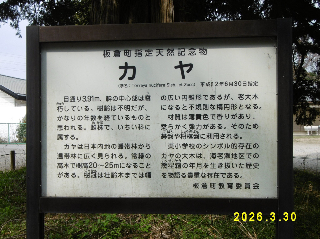 The weeping cherry tree at Tanomoshi Yakushido Temple-板仓町必去景点
