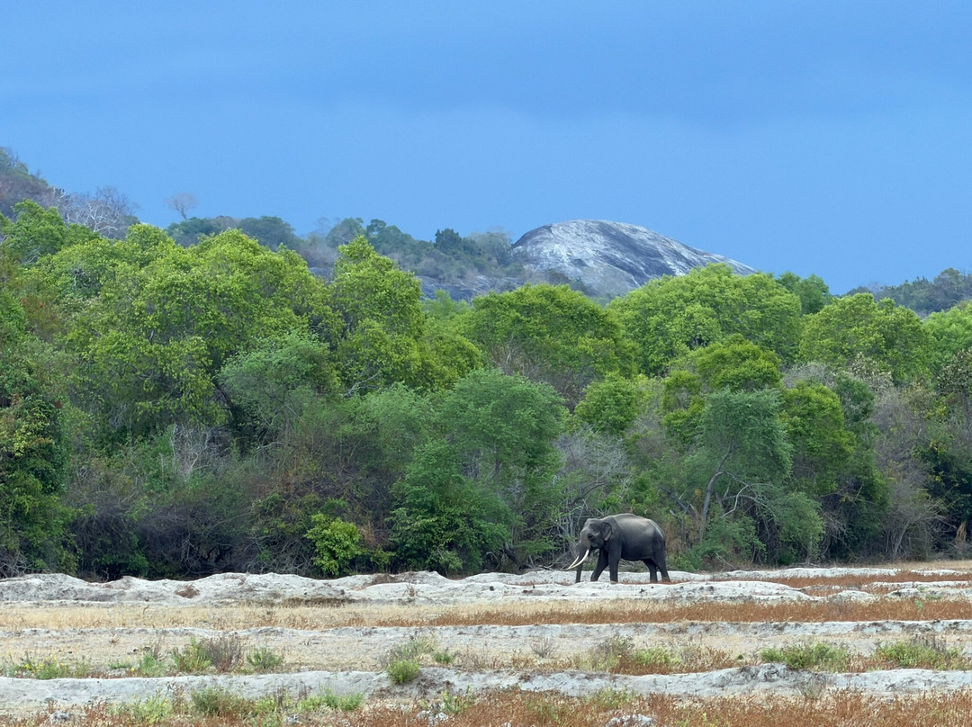 Kumana National Park-Ampara必去景点