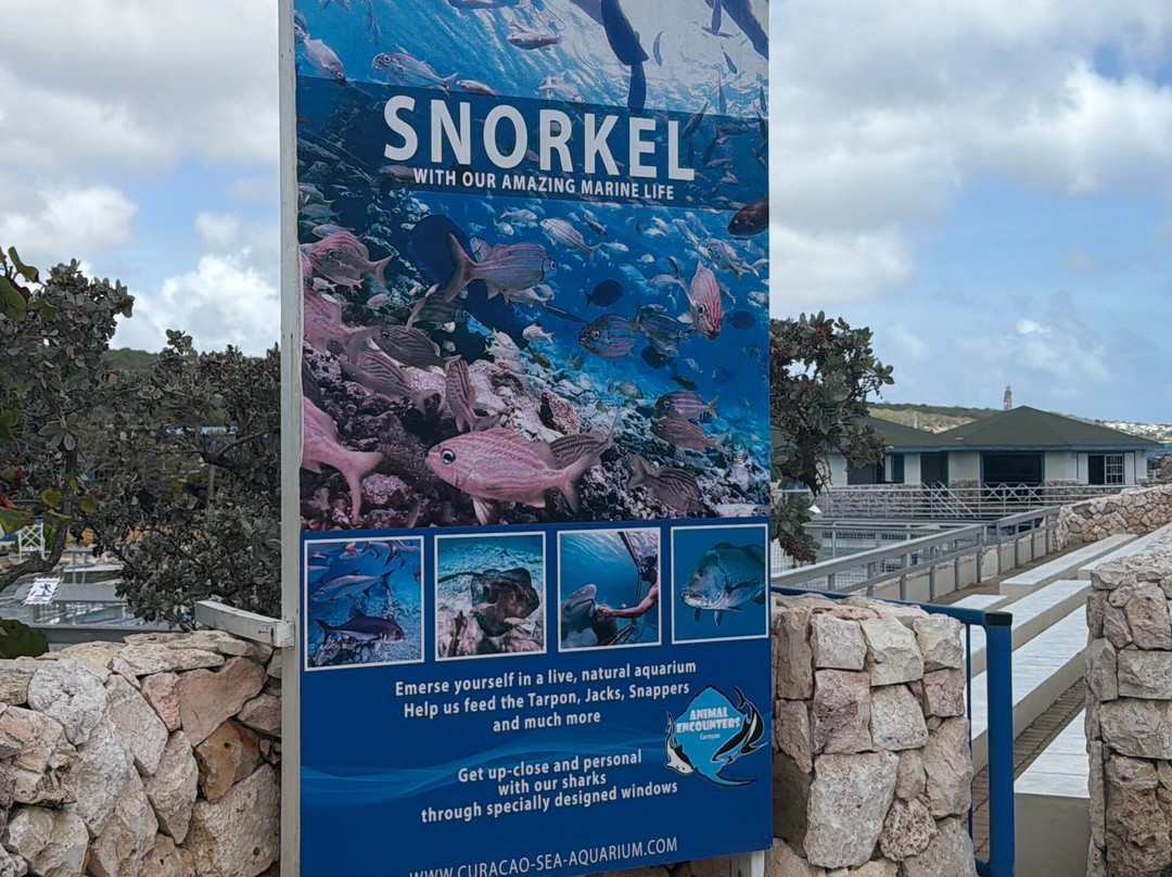 Curaçao Sea Aquarium-威廉斯塔德必去景点