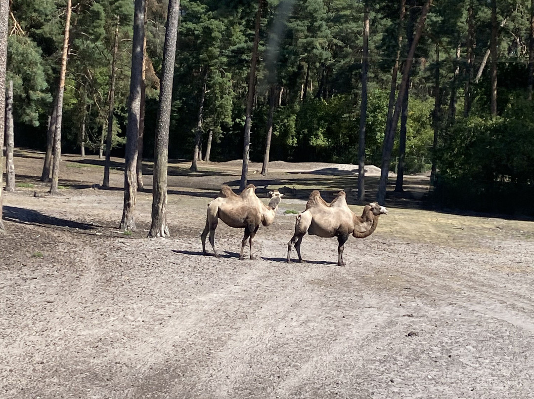 Serengeti-park Hodenhagen-Hodenhagen必去景点