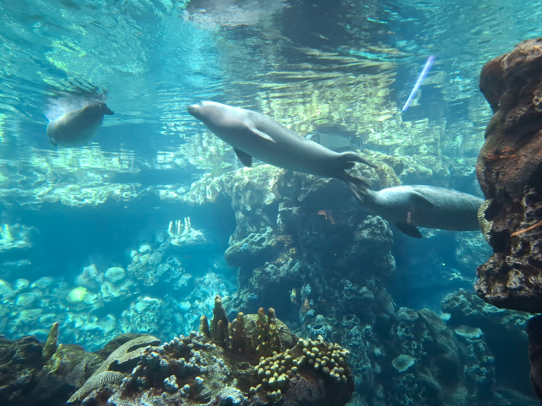 热那亚水族馆-热那亚必去景点