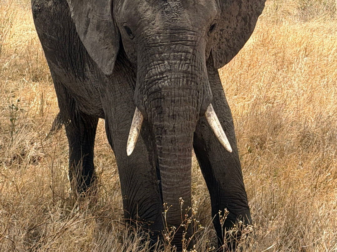 Sereland Africa Safaris-Sakina必去景点