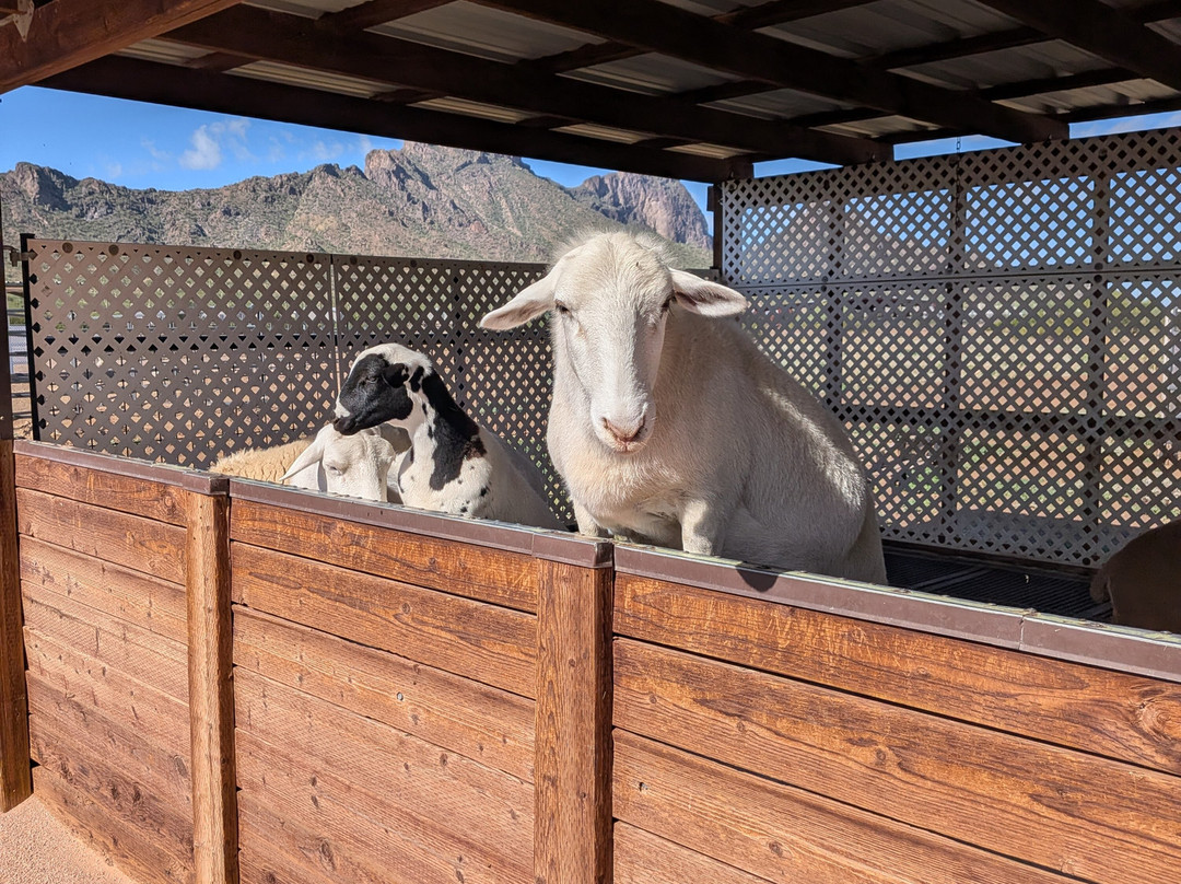 Rooster Cogburn Ostrich Ranch-Picacho必去景点