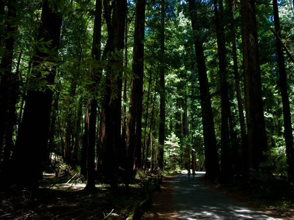 Armstrong Redwood State Reserve景点图片