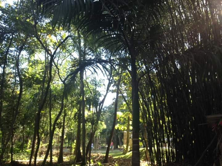 Bosque Manoel Cartucho-Campos dos Goytacazes必去景点