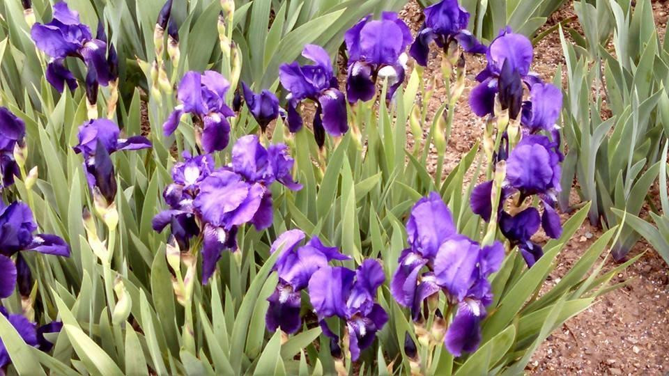 Upper Montclair旅游景点-Presby Iris Gardens