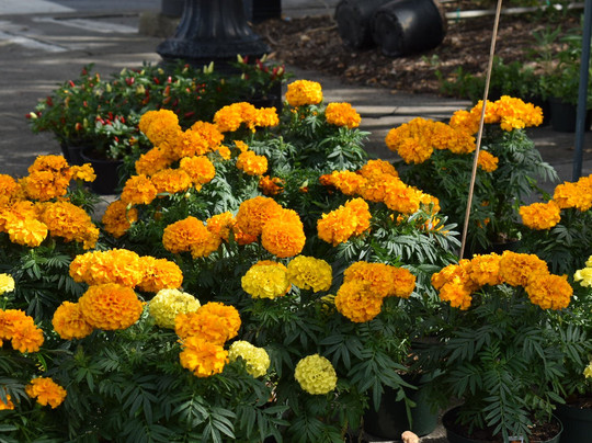 Sunday Markets On Palafox-彭萨科拉必去景点
