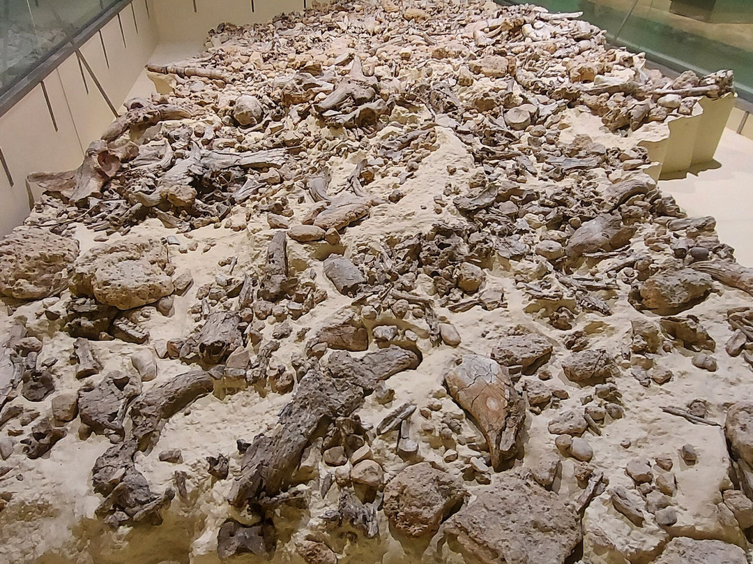 Sito Archeologico la Pineta Isernia景点图片