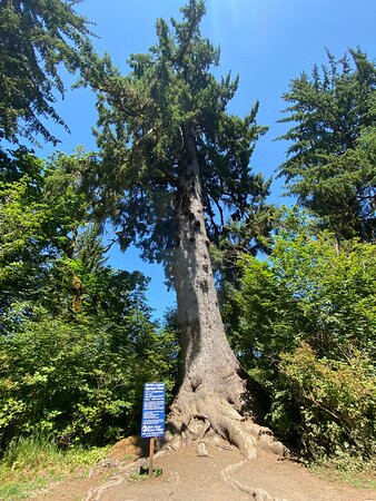 Quinault Big Spruce Tree景点图片