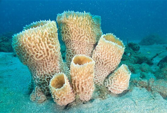 Nature Island Dive-Soufriere必去景点