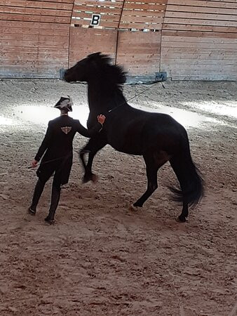 Haras National de Lamballe景点图片