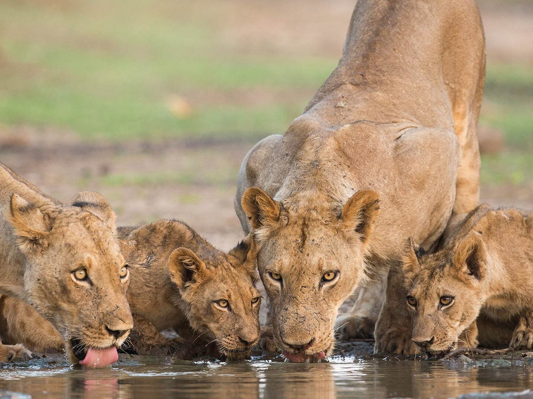 Honaz Tanzania Safari-Mto wa Mbu必去景点