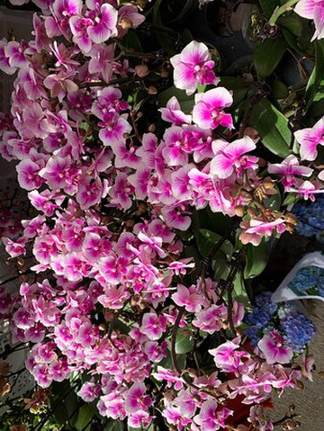 机利臣街市场-香港必去景点