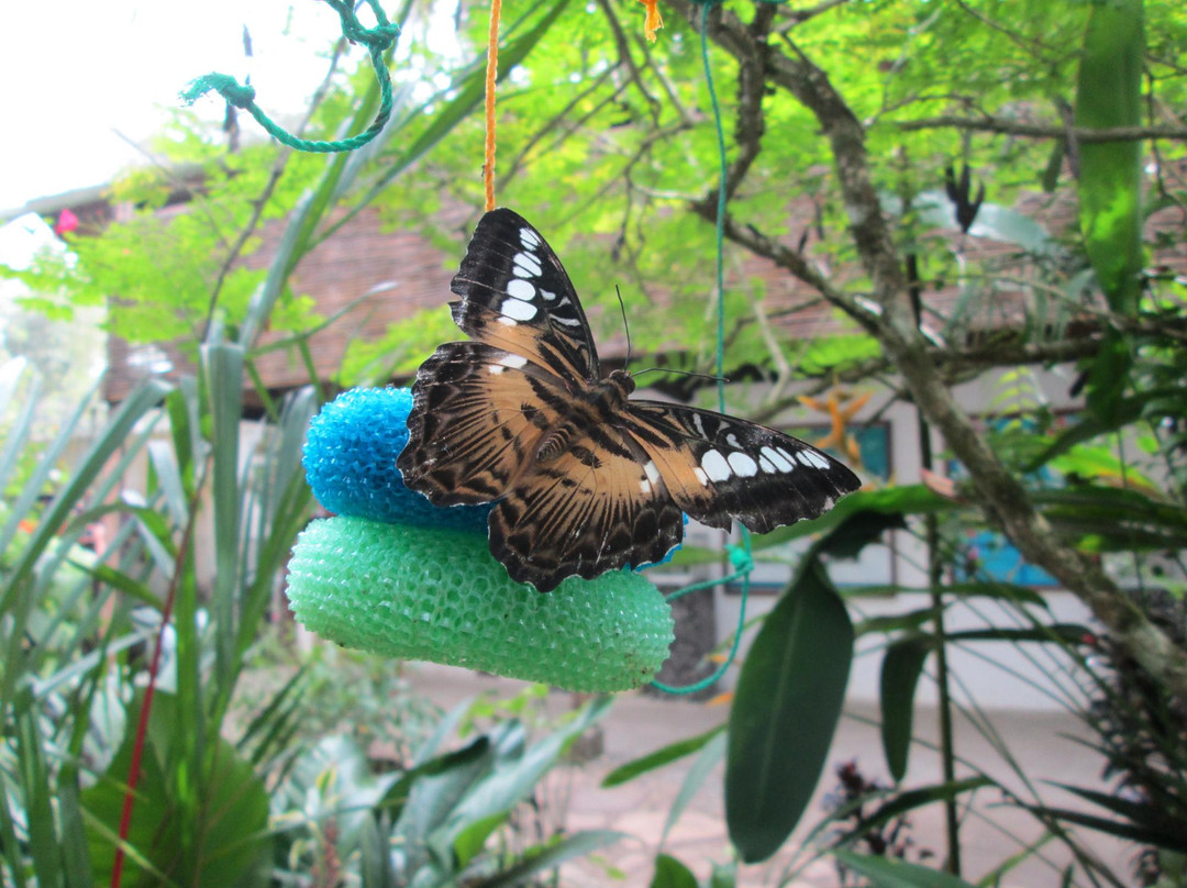 Can-olin Butterfly Sanctuary景点图片