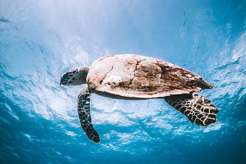 DPM Diving Gili Air景点图片