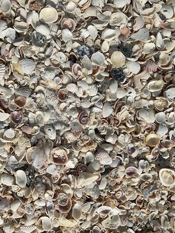 Paradise Charters-迈尔斯堡海滩必去景点