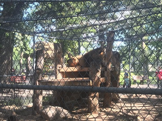 Roosevelt Park Zoo-Minot必去景点