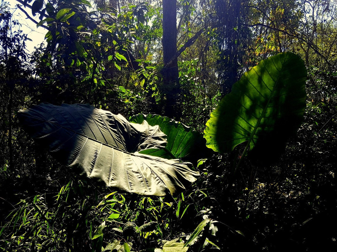 西双版纳热带雨林自然保护区景点图片