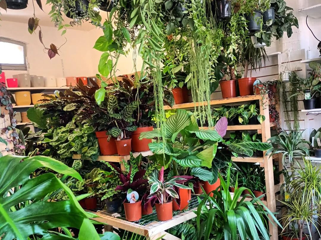Greens Houseplants