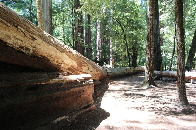 Redwood Nature trail景点图片