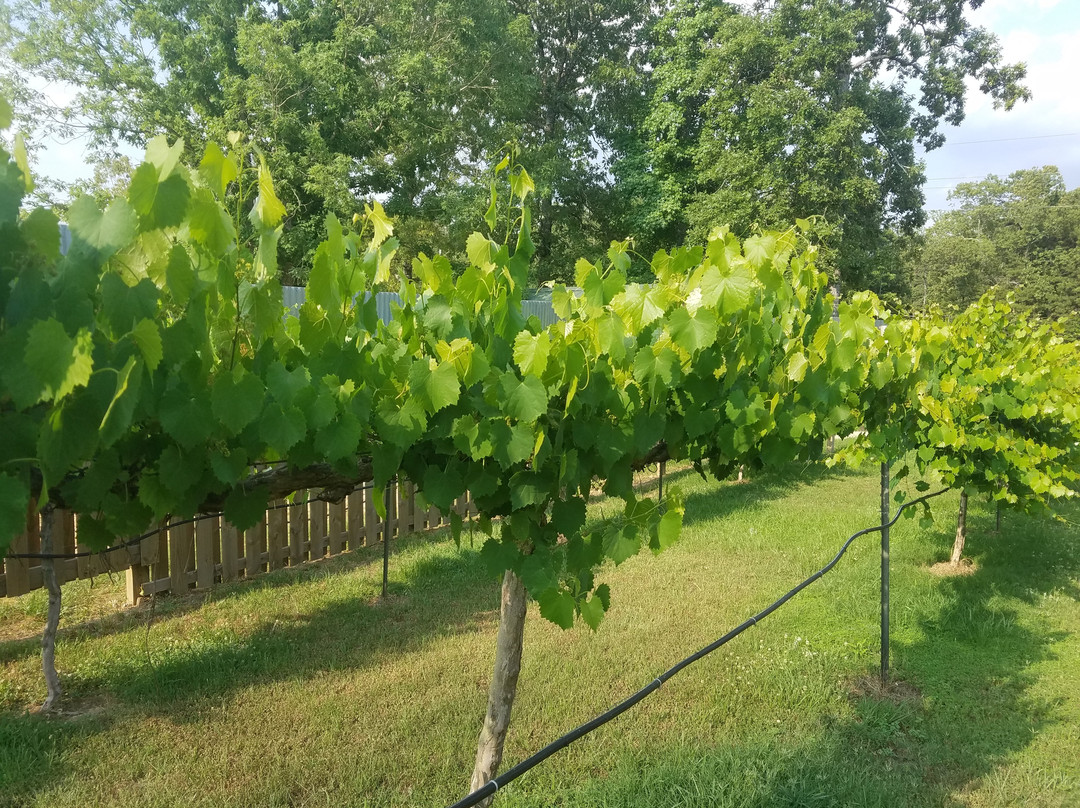 Broken Bow旅游景点-Fish Tales Winery & Bistro