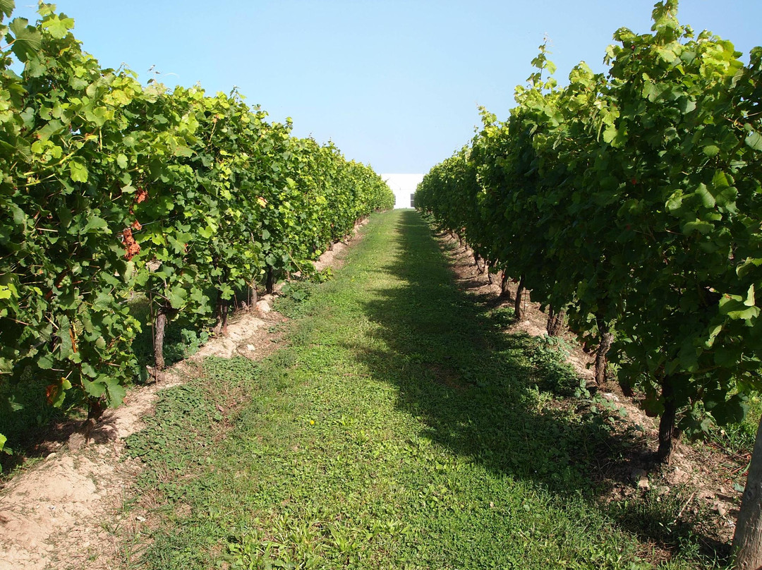 Legends Estate Winery景点图片