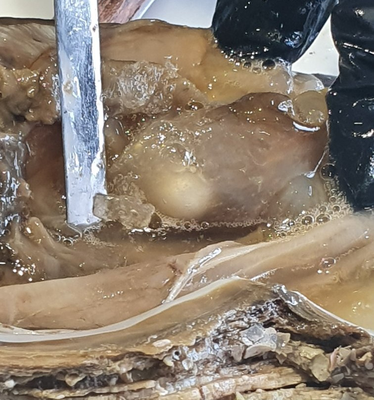 Willie Creek Pearls Elizabeth Quay-珀斯必去景点