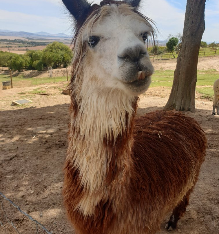 The Alpaca Loom Coffee Shop & Weaving Studio-Suider Paarl必去景点