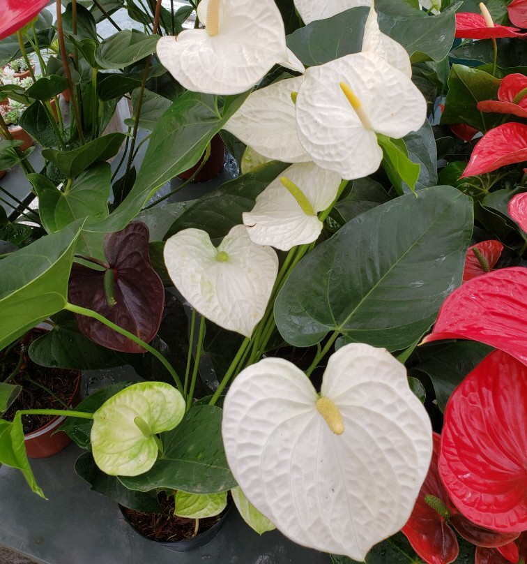 Arabotânica-特雷索波利斯必去景点