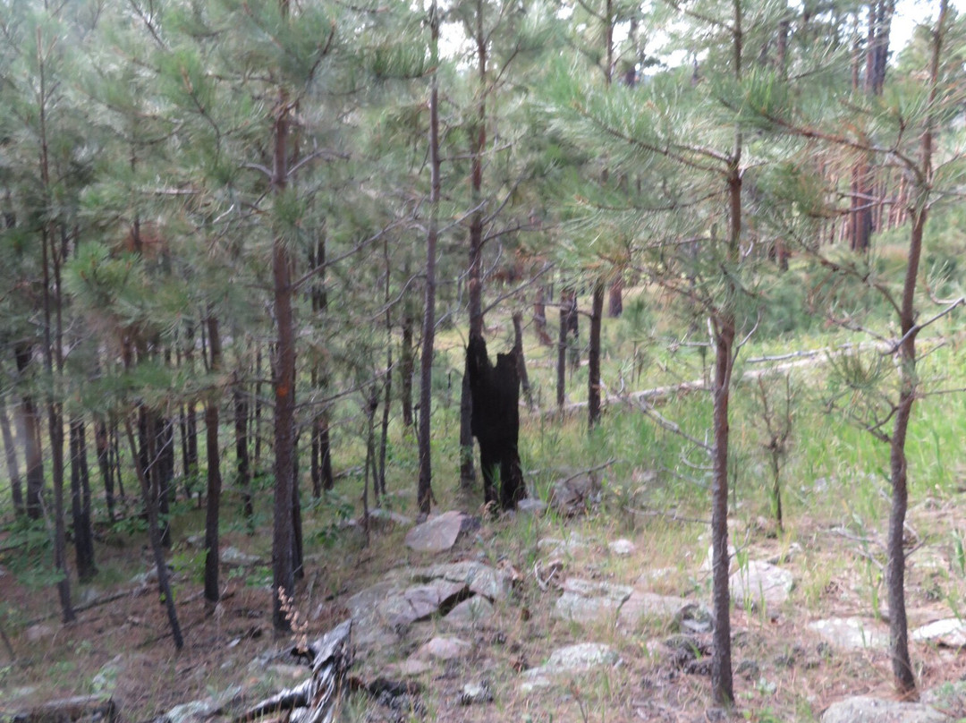 Rankin Ridge Nature Trail-Wind Cave National Park必去景点