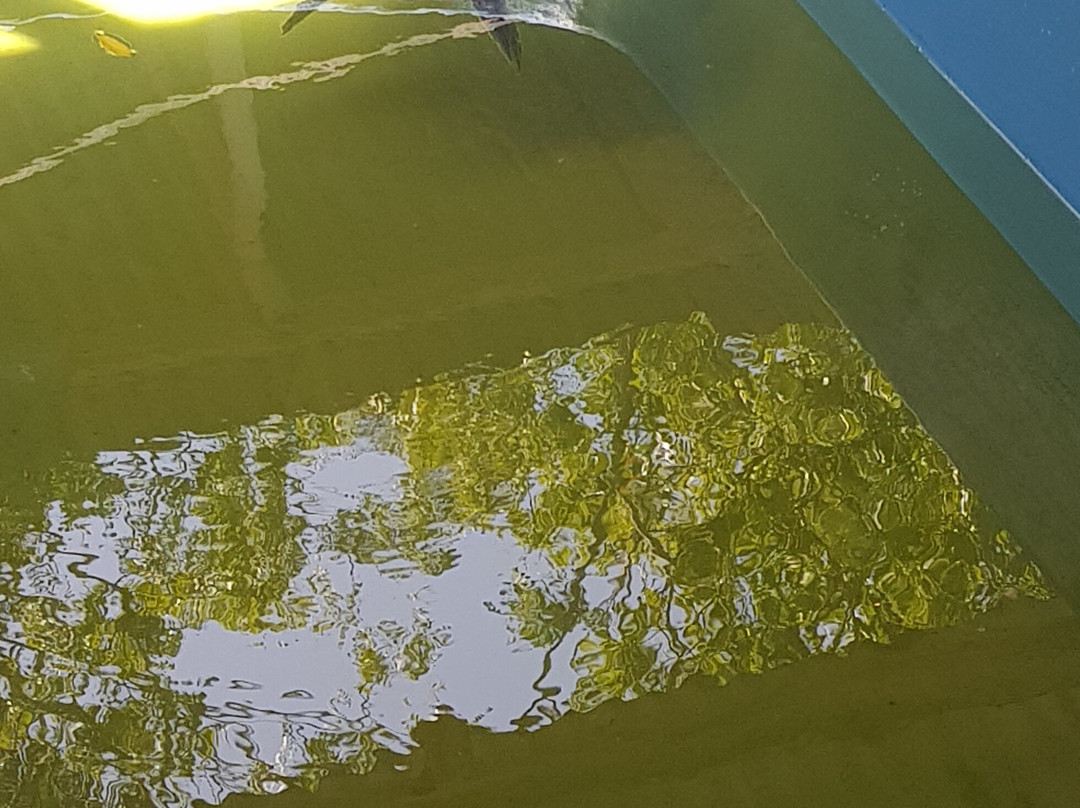 Local Ocean Conservation-瓦塔木必去景点