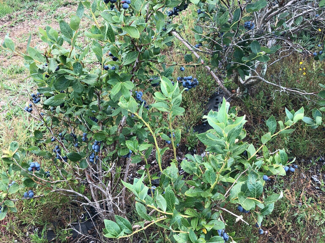 Blueberry Country Ltd.-Ngatea必去景点
