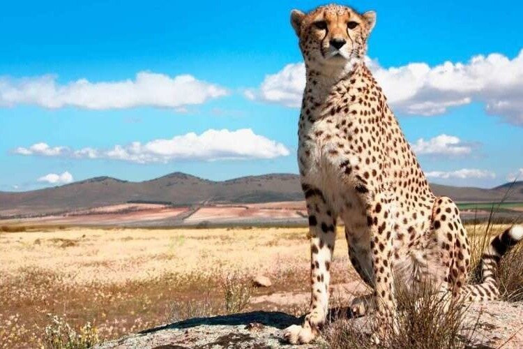 three peaks tanzania safari景点图片