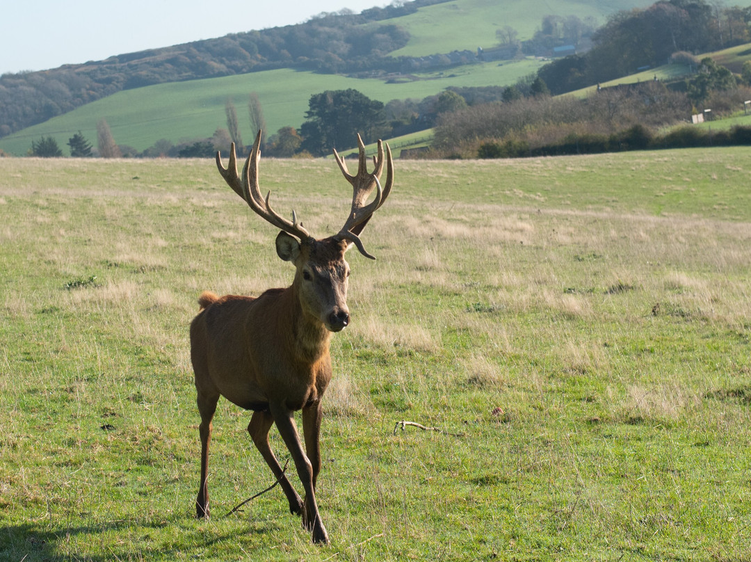 The Isle of Wight Deer Farm-怀特岛必去景点