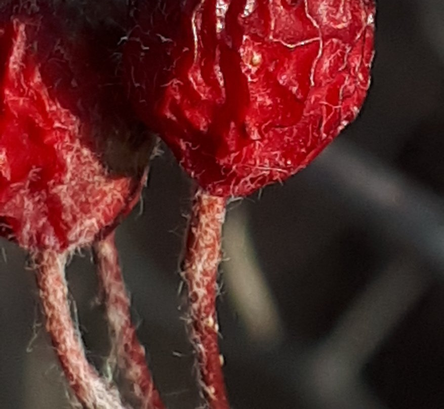 Kings Park-温尼伯必去景点