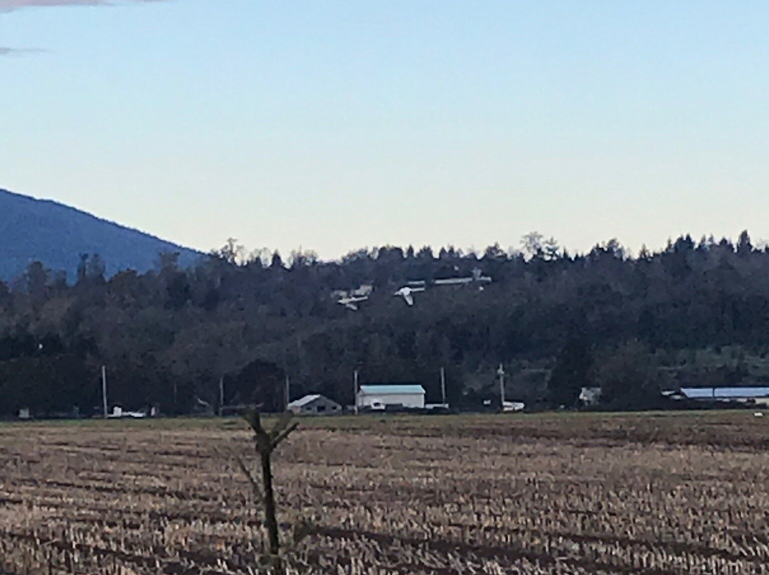 Fir Island Snow Goose Reserve-Conway必去景点