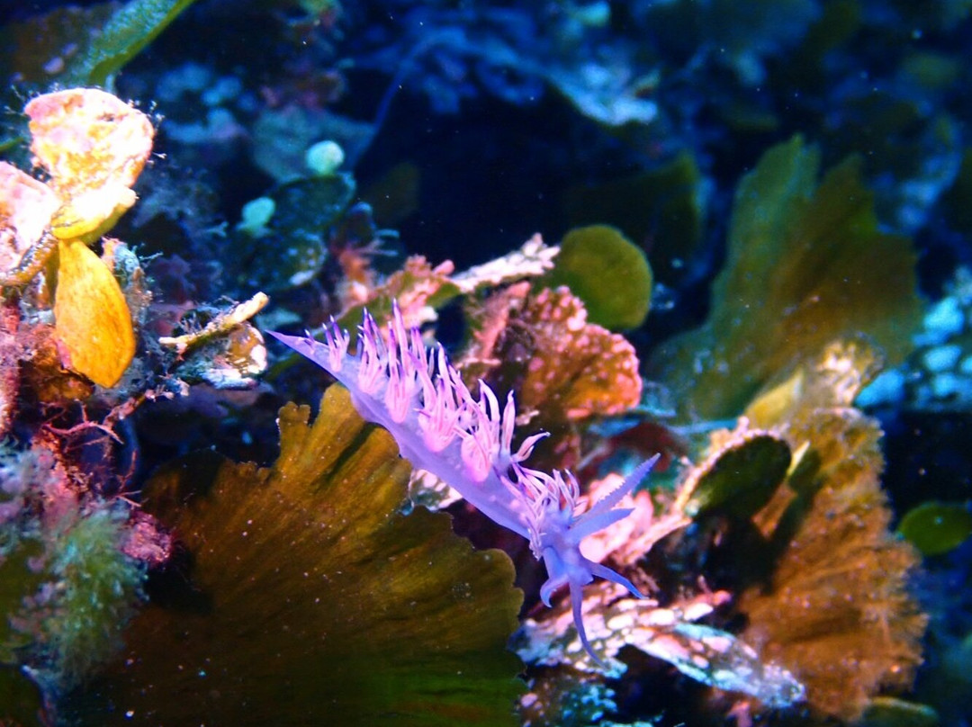 Dive4earth Diving center-Terrasini必去景点