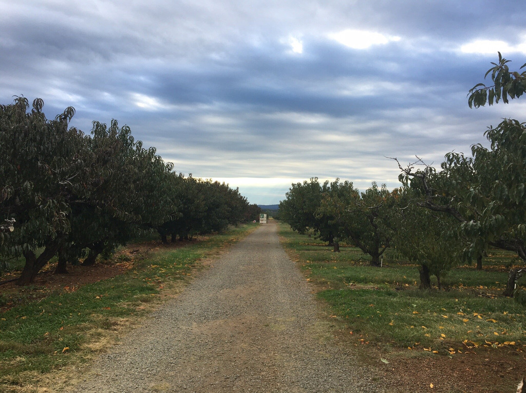 Chiles Peach Orchard景点图片