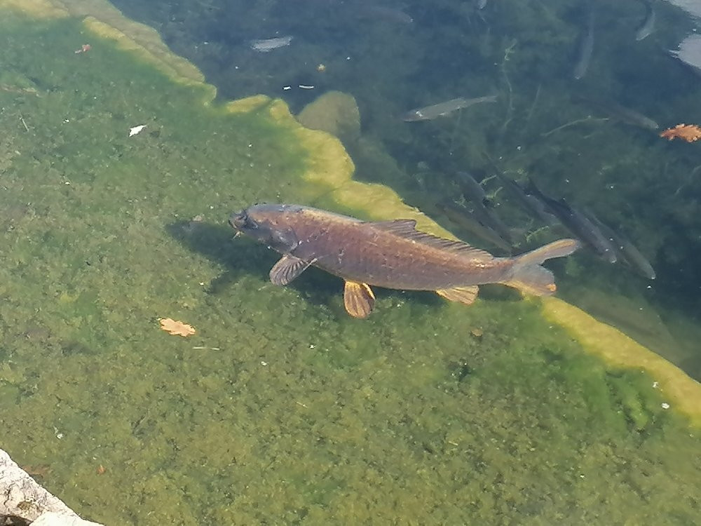 The Delph Diver Training Centre-Eccleston必去景点