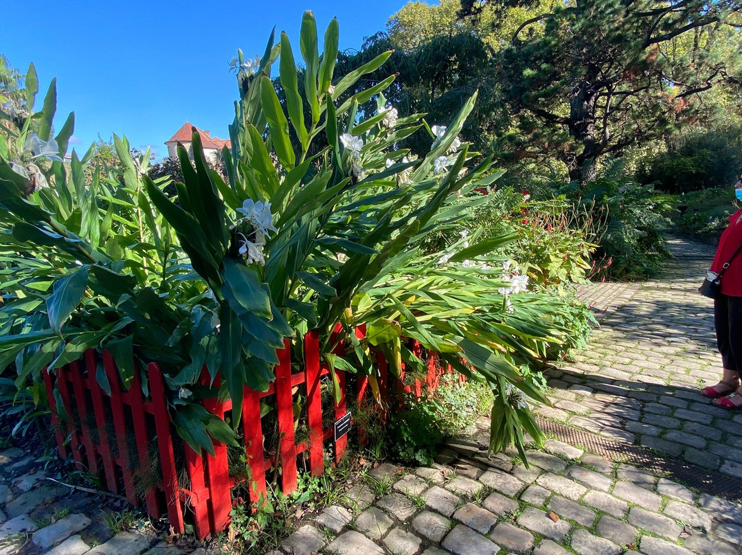 Jardin Botanique景点图片