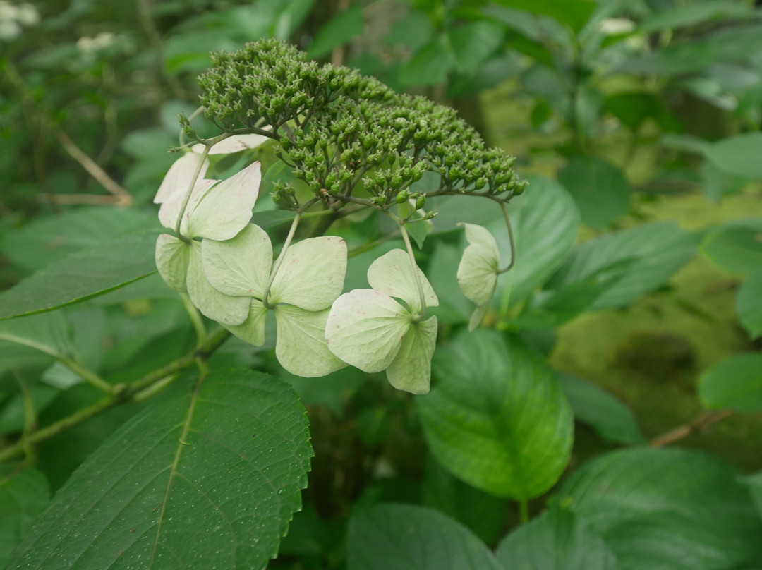 Kohoen Park-鹿沼市必去景点